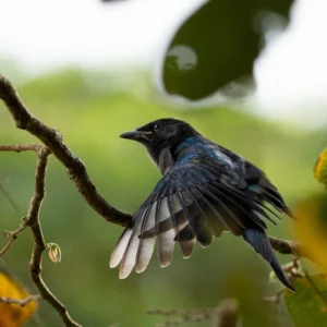 bird photography session